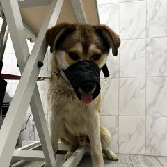 Подробнее об объявлении «Красногорск Найдена собака кобель молодой рыжий кобель» Фото: найдена собака  «Красногорск Найдена собака кобель молодой рыжий...» в г. Красногорск