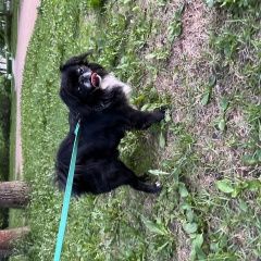 Подробнее об объявлении «Санкт-Петербург Найдена собака кобель японский хин» Фото: найдена собака Японский хин «Санкт-Петербург Найдена собака кобель японский хин» в г. Санкт-Петербург