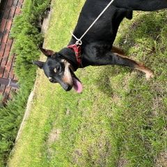 Подробнее об объявлении «Мытищи Найдена собака кобель кабель карликовый цвегпинчер» Фото: найдена собака Цвергпинчер (Карликовый пинчер) «Мытищи Найдена собака кобель кабель карликовый...» в г. Мытищи