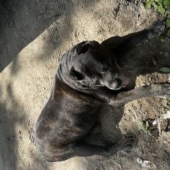 Подробнее об объявлении «Видное Найдена собака кобель» Фото: найдена собака Кане-корсо «Видное Найдена собака кобель» в г. Видное