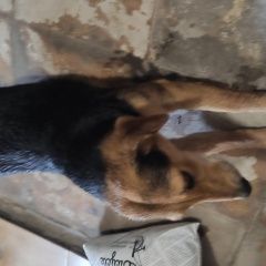 Картинка найдена собака В городе Луганск замечена собака. Луганск