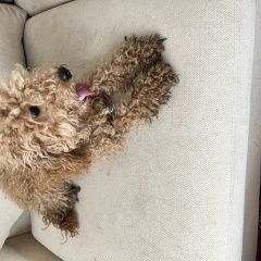 Подробнее об объявлении «Санкт-Петербург Найдена собака» Фото: найдена собака Пудель «Санкт-Петербург Найдена собака» в г. Санкт-Петербург