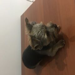 Подробнее об объявлении «Найдена собака Салтыковка» Фото: найдена собака  «Найдена собака Салтыковка» в г. Салтыковка