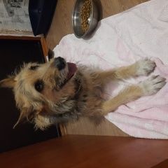 Подробнее об объявлении «Санкт-Петербург Найдена собака.» Фото: найдена собака  «Санкт-Петербург Найдена собака.» в г. Санкт-Петербург