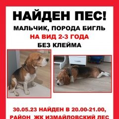 Подробнее об объявлении «Найдена собака кобель мальчик. порода бигль. на вид 2-3 года Москва» Фото: найдена собака Бигль «Найдена собака кобель мальчик. порода бигль. на...» в г. Москва