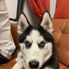 Подробнее об объявлении «Найдена собака кобель хаски, кобель Москва» Фото: найдена собака Сибирская хаски «Найдена собака кобель хаски, кобель Москва» в г. Москва