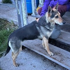 Подробнее об объявлении «Санкт-Петербург Найдена собака молодая собака» Фото: найдена собака  «Санкт-Петербург Найдена собака молодая собака» в г. Санкт-Петербург