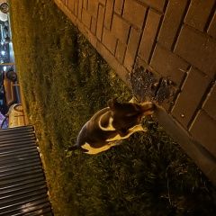 Подробнее об объявлении «Найдена собака кобель на фмр Краснодар» Фото: найдена собака  «Найдена собака кобель на фмр Краснодар» в г. Краснодар