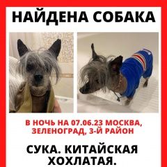 Подробнее об объявлении «Зеленоград Найдена собака китайская хохлатая» Фото: найдена собака Китайская хохлатая собака «Зеленоград Найдена собака китайская хохлатая» в г. Зеленоград
