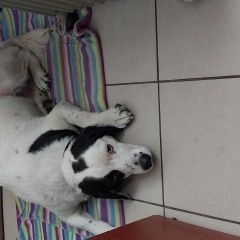 Подробнее об объявлении «Санкт-Петербург Найдена собака кобель» Фото: найдена собака  «Санкт-Петербург Найдена собака кобель» в г. Санкт-Петербург