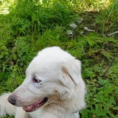 Подробнее об объявлении «Найдена собака кобель Электроугли» Фото: найдена собака Лабрадор ретривер «Найдена собака кобель Электроугли» в г. Электроугли