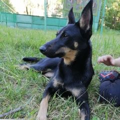 Картинка найдена собака В городе Хабаровск обнаружена собаченка. Хабаровск
