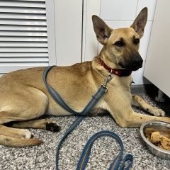 Подробнее об объявлении «Одинцово Найдена собака село знаменское» Фото: найдена собака  «Одинцово Найдена собака село знаменское» в г. Одинцово