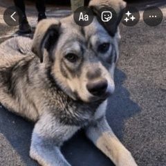 Подробнее об объявлении «Найдена собака кобель Звенигород» Фото: найдена собака  «Найдена собака кобель Звенигород» в г. Звенигород