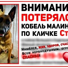 Картинка найдена собака В городе Екатеринбург найден пёсик. Екатеринбург
