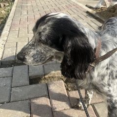 Подробнее об объявлении «Геленджик Найдена собака» Фото: найдена собака Русский охотничий спаниель «Геленджик Найдена собака» в г. Геленджик