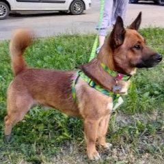 Подробнее об объявлении «Санкт-Петербург Найдена собака кобель, молодой, рыжий, 15 кг» Фото: найдена собака  «Санкт-Петербург Найдена собака кобель, молодой,...» в г. Санкт-Петербург