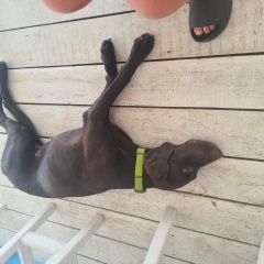 Подробнее об объявлении «Найдена собака Сочи» Фото: найдена собака  «Найдена собака Сочи» в г. Сочи