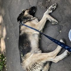 Подробнее об объявлении «Найдена собака кобель с ранением в шее Москва» Фото: найдена собака  «Найдена собака кобель с ранением в шее Москва» в г. Москва