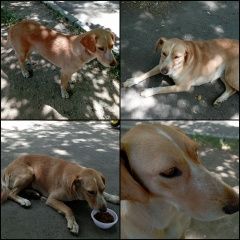 Подробнее об объявлении «Найдена собака Алматы (Алма-Ата)» Фото: найдена собака  «Найдена собака Алматы (Алма-Ата)» в г. Алматы (Алма-Ата)