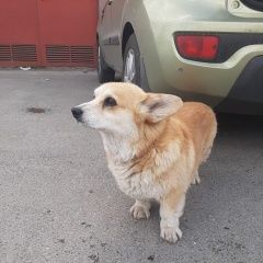 Картинка найдена собака В городе Казань обнаружился песель. Казань
