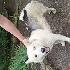 Подробнее об объявлении «Найдена собака помесь хаски. с разными глазами. Ессентуки» Фото: найдена собака  «Найдена собака помесь хаски. с разными глазами....» в г. Ессентуки