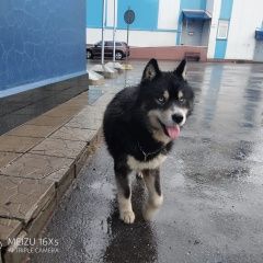 Подробнее об объявлении «Найдена собака кобель Москва» Фото: найдена собака Аляскинский маламут «Найдена собака кобель Москва» в г. Москва