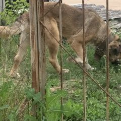 Подробнее об объявлении «Найдена собака кобель прибился охранный пес Бор» Фото: найдена собака  «Найдена собака кобель прибился охранный пес Бор» в г. Бор