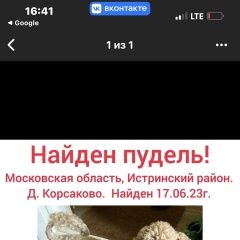 Подробнее об объявлении «Найдена собака кобель Истра» Фото: найдена собака  «Найдена собака кобель Истра» в г. Истра