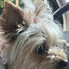 Подробнее об объявлении «Найдена собака девочка, йоркширский терьер Москва» Фото: найдена собака Йоркширский терьер «Найдена собака девочка, йоркширский терьер Москва» в г. Москва