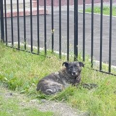Подробнее об объявлении «Найдена собака метро войковска, метис в ошейнике Москва» Фото: найдена собака  «Найдена собака метро войковска, метис в...» в г. Москва