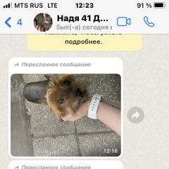Подробнее об объявлении «Найдена собака йоркширский терьер Москва» Фото: найдена собака  «Найдена собака йоркширский терьер Москва» в г. Москва