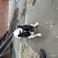 Подробнее об объявлении «Найдена собака кобель Москва» Фото: найдена собака Французский бульдог «Найдена собака кобель Москва» в г. Москва