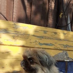 Подробнее об объявлении «Иркутск Найдена собака собачка байкальский тракт, 25. 5» Фото: найдена собака Мопс «Иркутск Найдена собака собачка байкальский...» в г. Иркутск