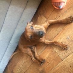 Подробнее об объявлении «Иркутск Найдена собака кобель цвергпинчер -2» Фото: найдена собака Цвергпинчер (Карликовый пинчер) «Иркутск Найдена собака кобель цвергпинчер -2» в г. Иркутск