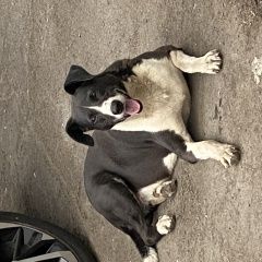 Подробнее об объявлении «Найдена собака Москва» Фото: найдена собака  «Найдена собака Москва» в г. Москва