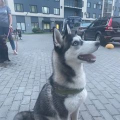 Подробнее об объявлении «Санкт-Петербург Найдена собака хаски» Фото: найдена собака  «Санкт-Петербург Найдена собака хаски» в г. Санкт-Петербург