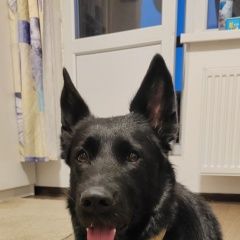 Подробнее об объявлении «Санкт-Петербург Найдена собака очень срочно нужен новый дом» Фото: найдена собака  «Санкт-Петербург Найдена собака очень срочно...» в г. Санкт-Петербург