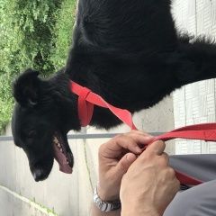 Подробнее об объявлении «Найдена собака Москва» Фото: найдена собака  «Найдена собака Москва» в г. Москва