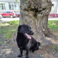 Подробнее об объявлении «Найдена собака кобель Москва» Фото: найдена собака  «Найдена собака кобель Москва» в г. Москва