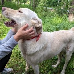 Подробнее об объявлении «Найдена собака кобель пос комарово Зеленогорск (Ленинградская обл.)» Фото: найдена собака Лабрадор ретривер «Найдена собака кобель пос комарово Зеленогорск...» в г. Зеленогорск (Ленинградская обл.)