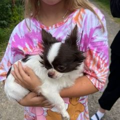 Подробнее об объявлении «Найдена собака Москва» Фото: найдена собака Чихуахуа «Найдена собака Москва» в г. Москва