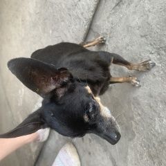 Подробнее об объявлении «Иркутск Найдена собака» Фото: найдена собака Чихуахуа «Иркутск Найдена собака» в г. Иркутск