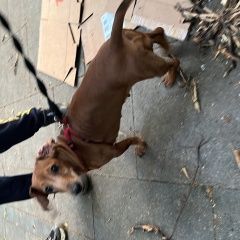 Подробнее об объявлении «Найдена собака такса рыжая Москва» Фото: найдена собака Такса «Найдена собака такса рыжая Москва» в г. Москва