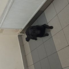 Подробнее об объявлении «Найдена собака кобель собаку бросил хозян Москва» Фото: найдена собака  «Найдена собака кобель собаку бросил хозян Москва» в г. Москва