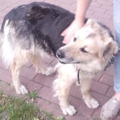 Подробнее об объявлении «Найдена собака в новой москве Москва» Фото: найдена собака  «Найдена собака в новой москве Москва» в г. Москва