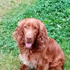 Подробнее об объявлении «Найдена собака кобель Москва» Фото: найдена собака Русский охотничий спаниель «Найдена собака кобель Москва» в г. Москва