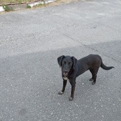 Подробнее об объявлении «Найдена собака Губкин» Фото: найдена собака  «Найдена собака Губкин» в г. Губкин