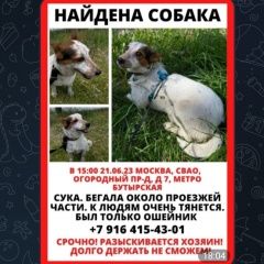 Подробнее об объявлении «Найдена собака кобель Москва» Фото: найдена собака  «Найдена собака кобель Москва» в г. Москва