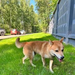 Подробнее об объявлении «Найдена собака кобель пес на севере москвы Москва» Фото: найдена собака Скоттиш фолд (шотландская вислоухая) «Найдена собака кобель пес на севере москвы Москва» в г. Москва